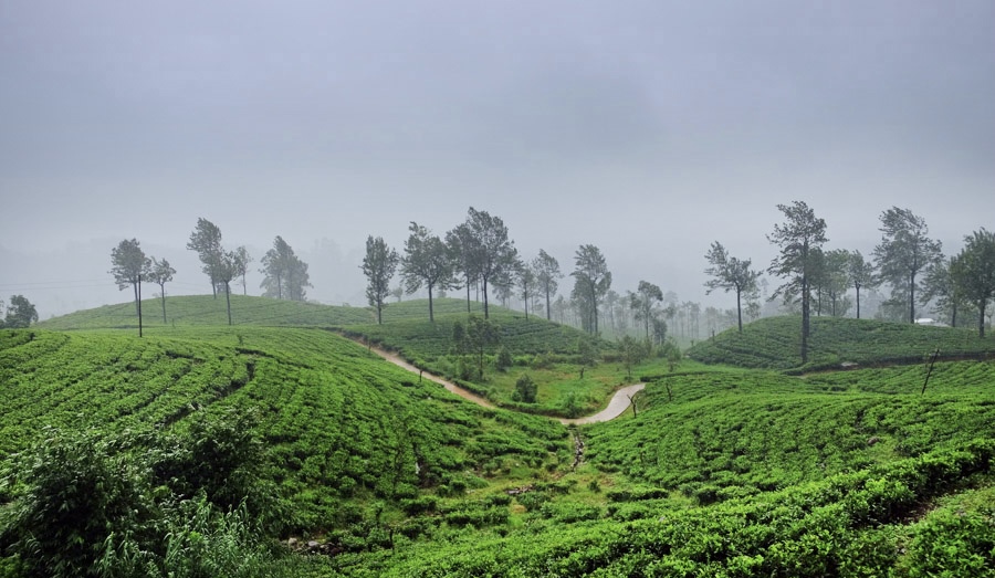 ella tea